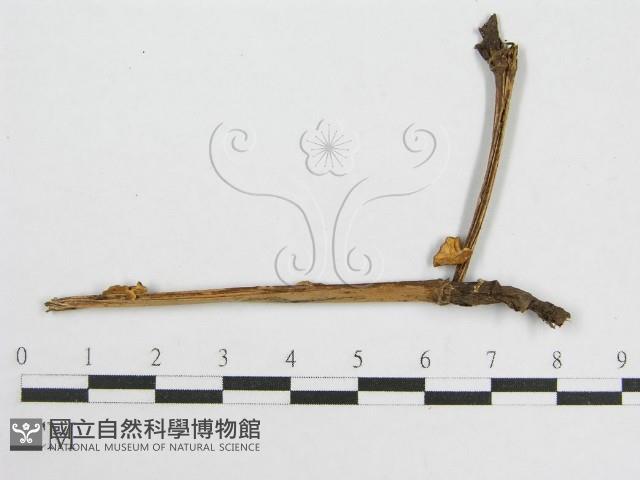 微皮傘屬藏品圖，第3張