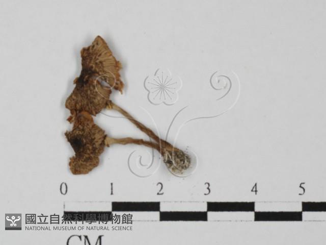 登錄號:F0027425藏品圖，第3張