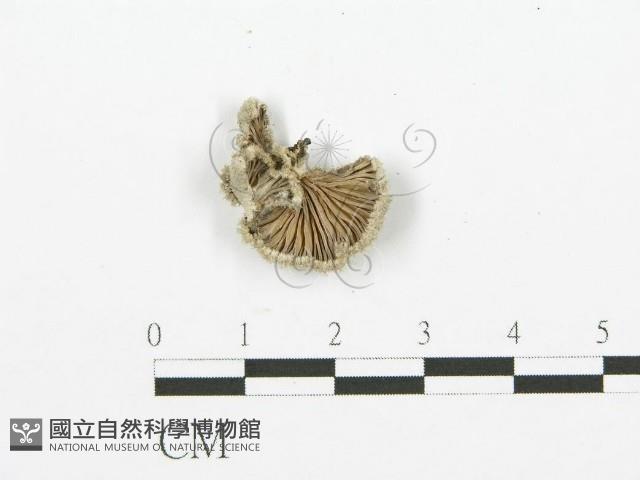 裂褶菌藏品圖，第3張