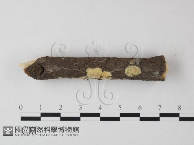 登錄號:F0025425藏品圖，第3張