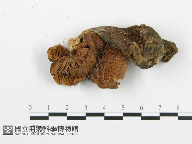 登錄號:F0009425藏品圖，第3張