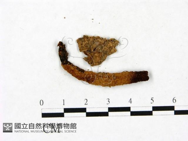 登錄號:F0023425藏品圖，第3張