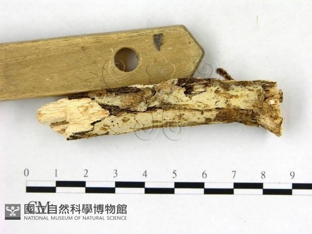 登錄號:F0008725藏品圖，第3張