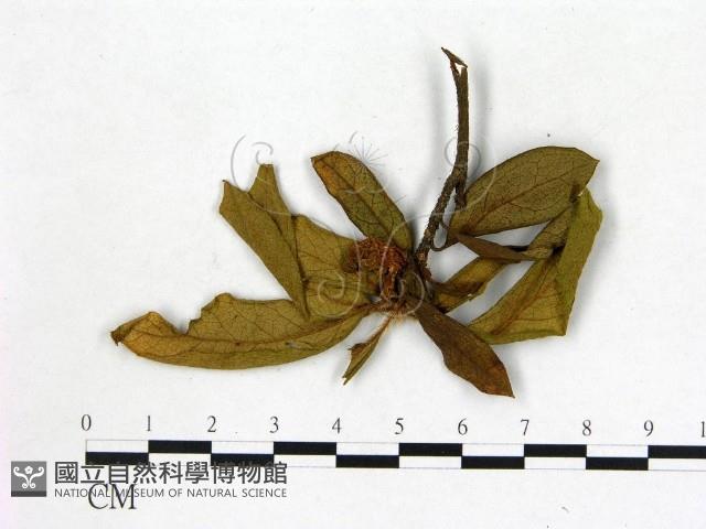 登錄號:F0020725藏品圖，第3張