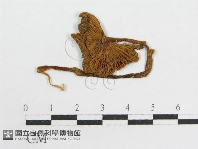 粉褶菌屬藏品圖，第3張