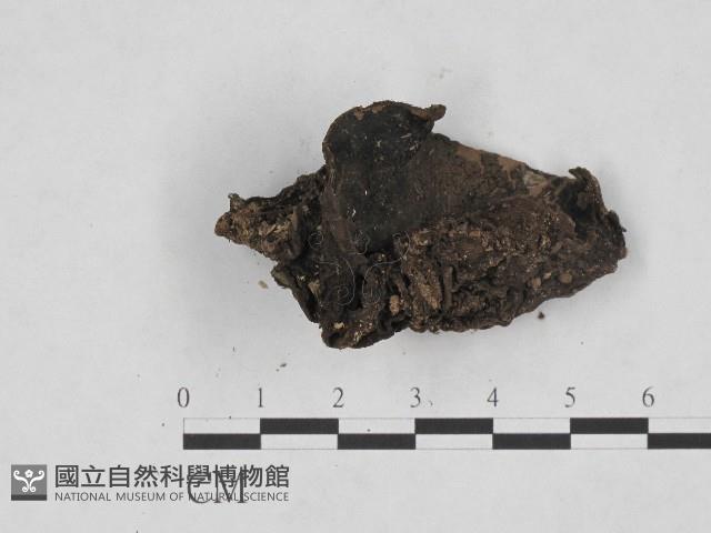 登錄號:F0004725藏品圖，第3張