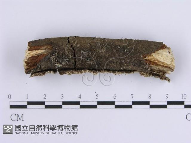 登錄號:F0014725藏品圖，第3張
