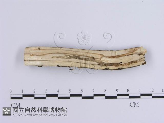 Accession Number:F0002725 Collection Image, Figure 3, Total 3 Figures