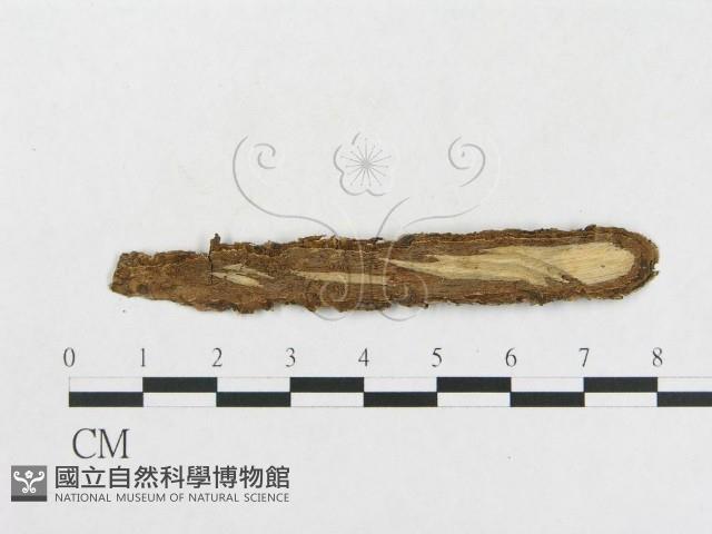 登錄號:F0017725藏品圖，第3張