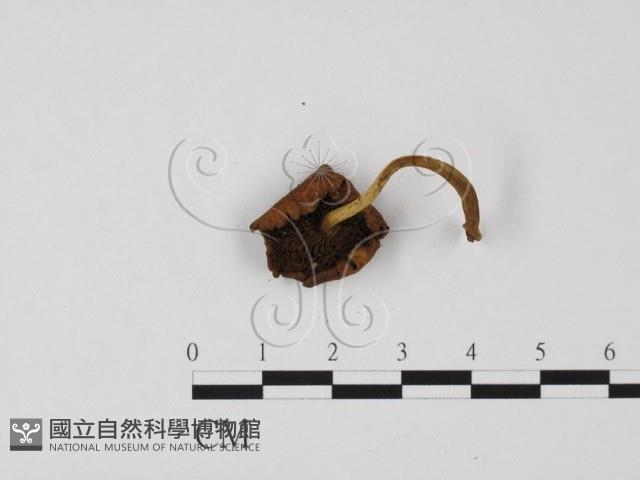 登錄號:F0025725藏品圖，第3張