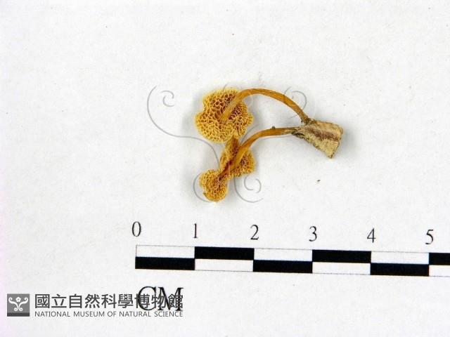 登錄號:F0009725藏品圖，第3張