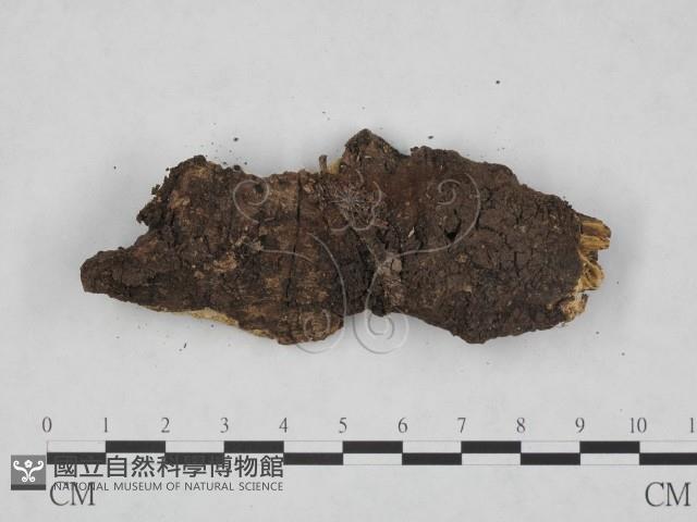 登錄號:F0019725藏品圖，第3張