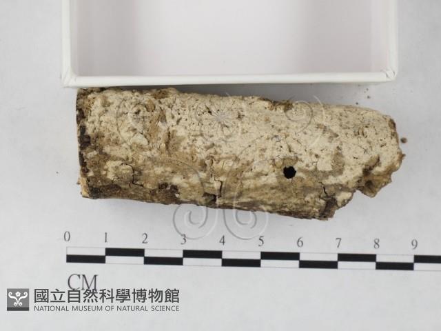 絲齒菌屬藏品圖，第3張