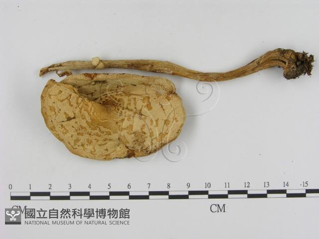 登錄號:F0003725藏品圖，第3張