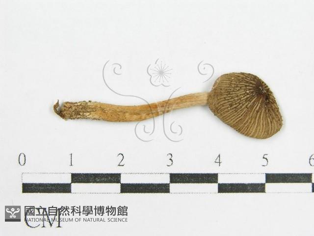 鬼傘屬藏品圖，第3張