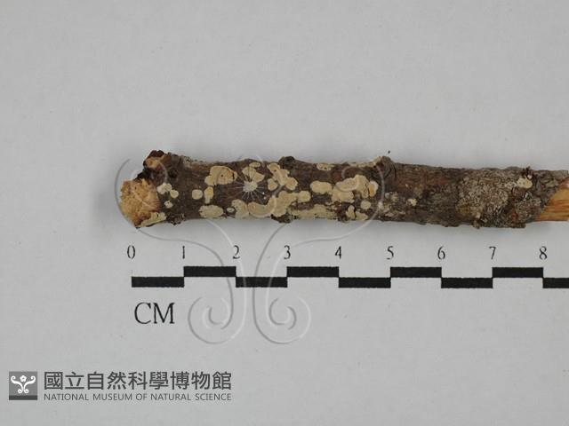 登錄號:F0010525藏品圖，第1張