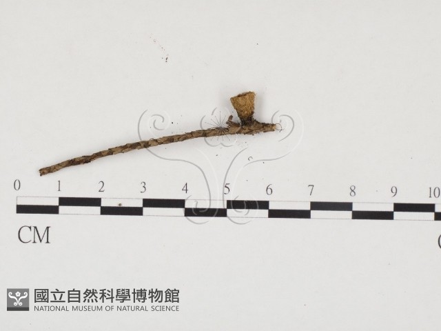 糞生黑蛋巢菌藏品圖，第3張