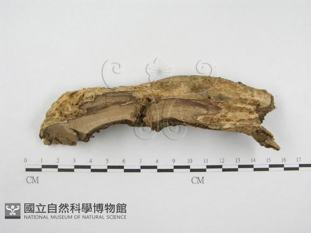 登錄號:F0002525藏品圖，第3張