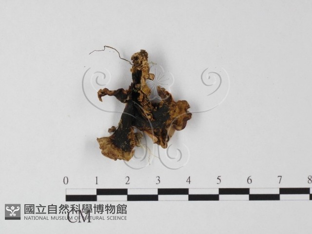 登錄號:F0025525藏品圖，第3張