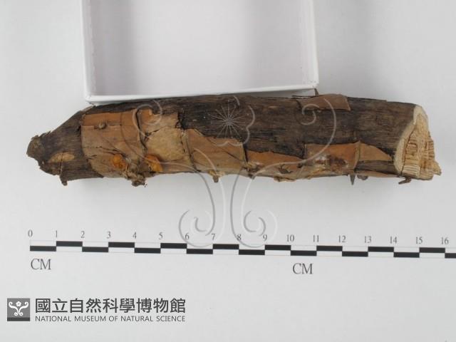 登錄號:F0005525藏品圖，第3張