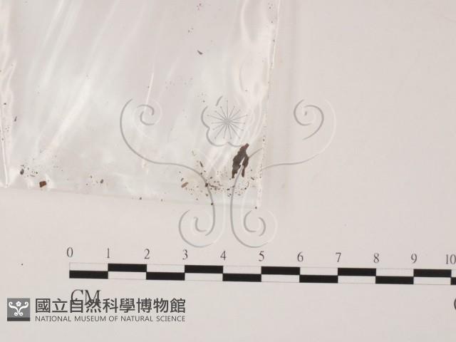 登錄號:F0015525藏品圖，第3張