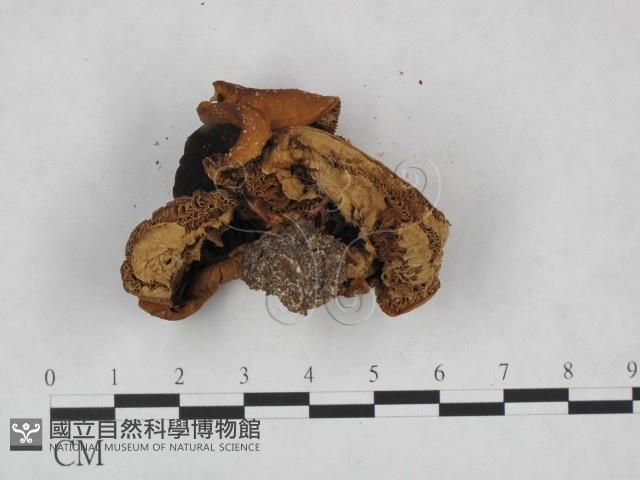 登錄號:F0023525藏品圖，第3張