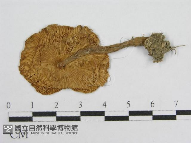 登錄號:F0003525藏品圖，第3張