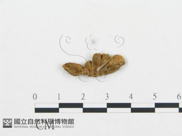 登錄號:F0013525藏品圖，第3張