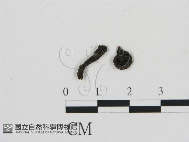 濕傘屬藏品圖，第3張