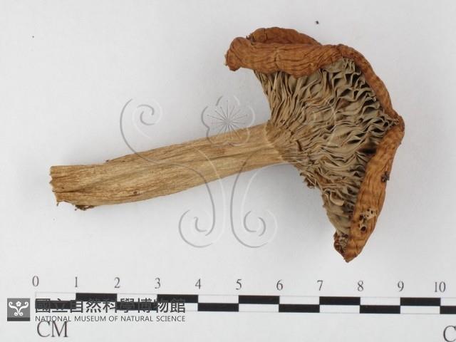 登錄號:F0026125藏品圖，第3張