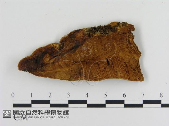 登錄號:F0006125藏品圖，第3張