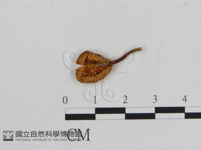 小菇屬藏品圖，第3張