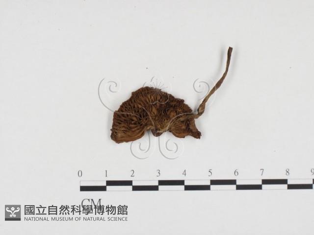 登錄號:F0024125藏品圖，第3張