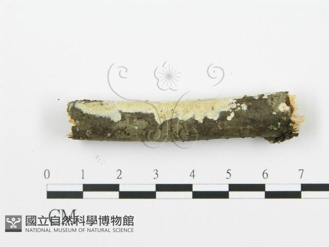 射脈菌屬藏品圖，第3張