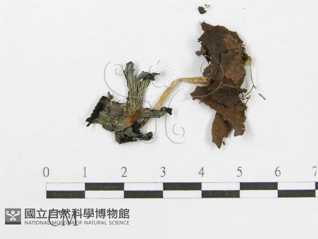 登錄號:F0017125藏品圖，第3張