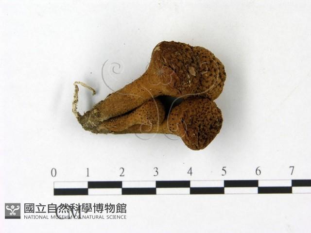 登錄號:F0023125藏品圖，第3張