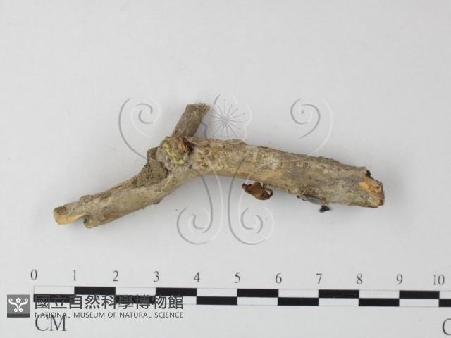 小皮傘屬藏品圖，第3張