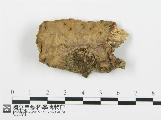 登錄號:F0020025藏品圖，第3張