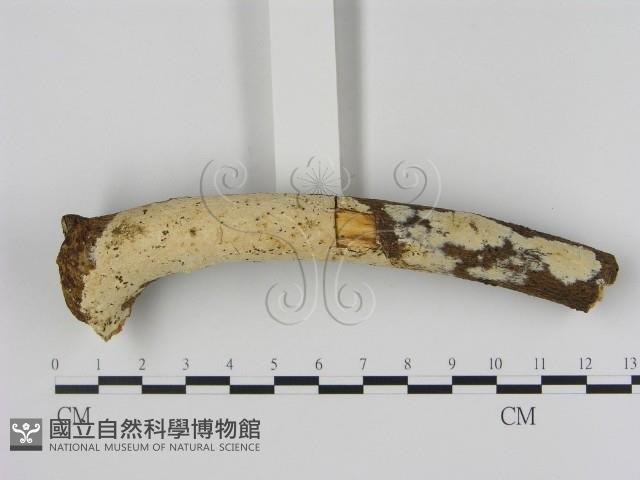 冇骨消絲齒菌藏品圖，第3張