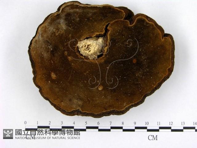 登錄號:F0010025藏品圖，第3張