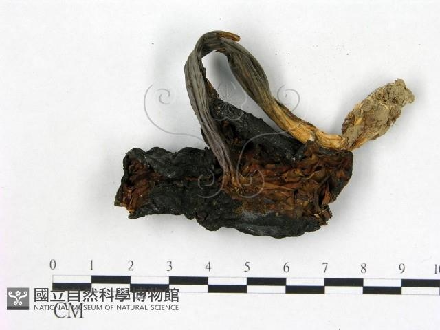 登錄號:F0011025藏品圖，第3張