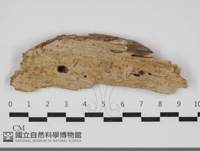 顯絲菌屬藏品圖，第3張