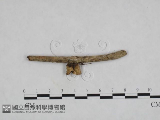 登錄號:F0022025藏品圖，第3張
