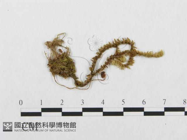 登錄號:F0002025藏品圖，第3張
