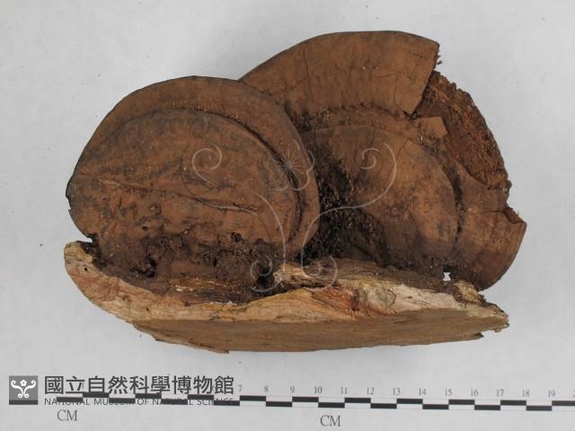 登錄號:F0012025藏品圖，第1張