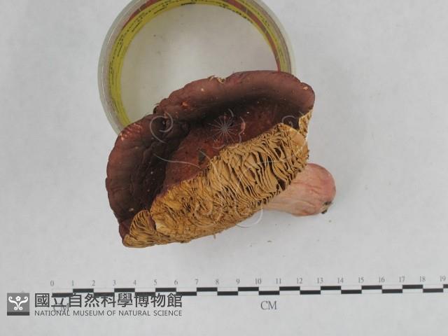 登錄號:F0017025藏品圖，第3張