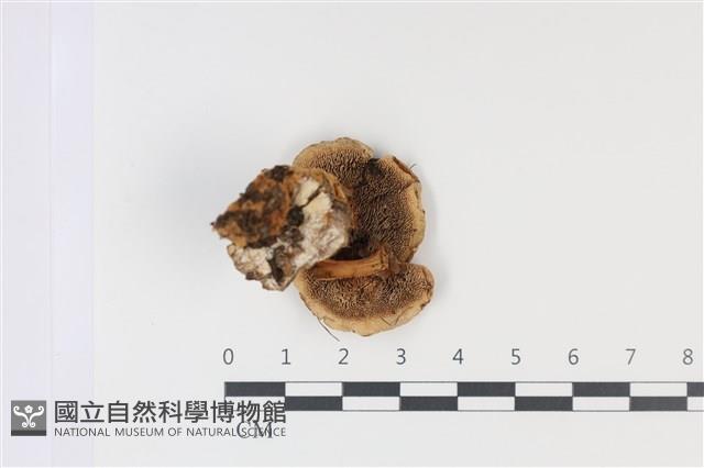 登錄號:F0035025藏品圖，第3張