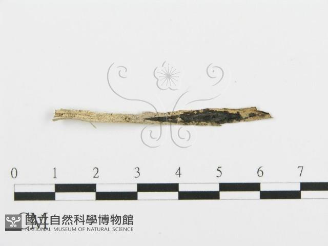 登錄號:F0003025藏品圖，第3張