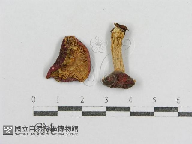 紅菇屬藏品圖，第3張