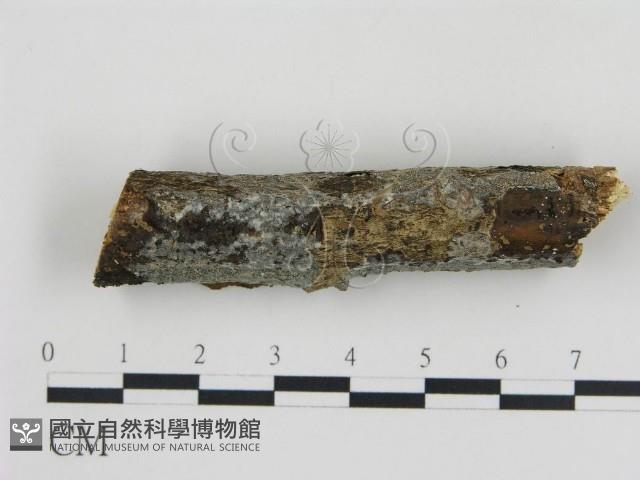 登錄號:F0020325藏品圖，第3張